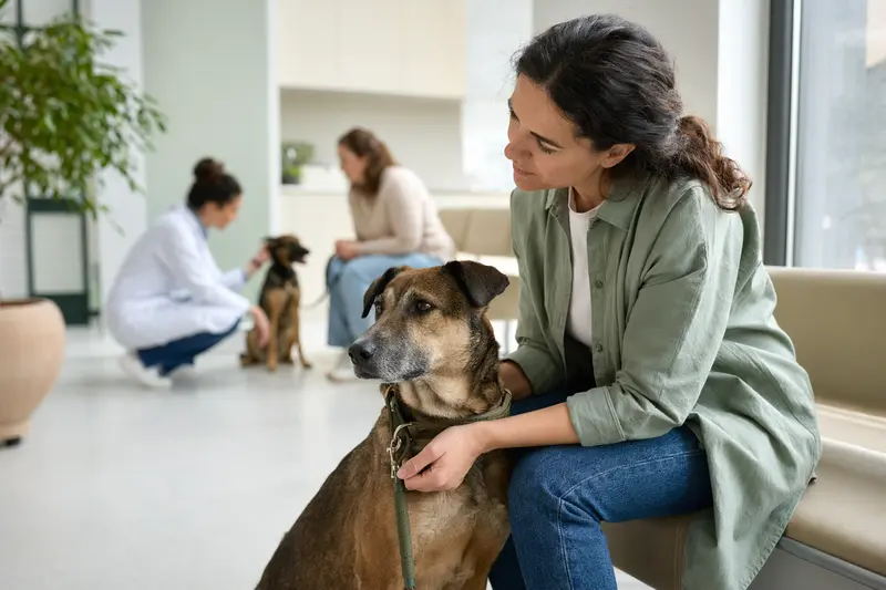 Ein Perro Criollo sitzt ruhig neben seinem Besitzer im hellen Wartezimmer einer Tierarztpraxis.